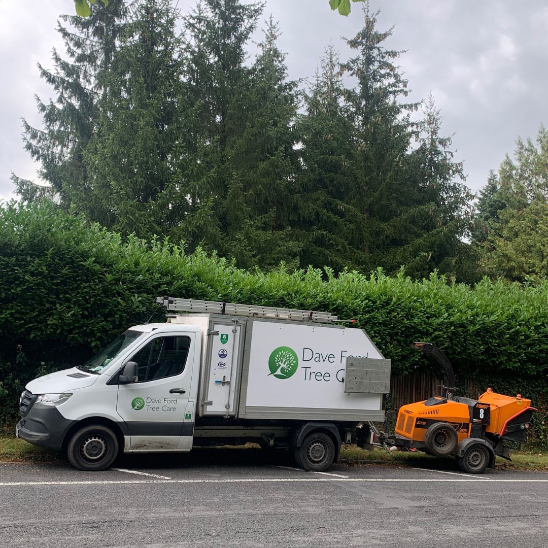 Dave Ford Tree Care